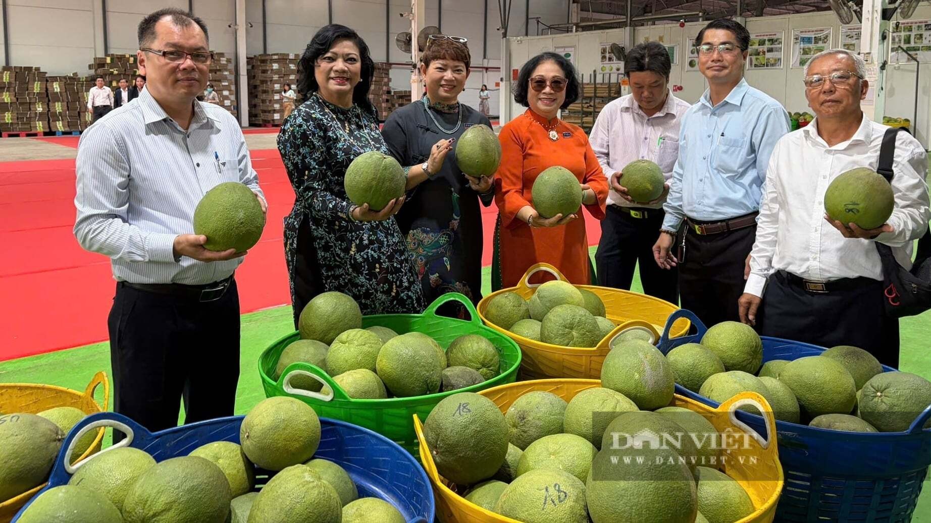 Xuất khẩu sang 14 nước, bưởi Việt đứng trước cơ hội lớn Xuất khẩu sang 14 nước, bưởi Việt đứng trước cơ hội lớn