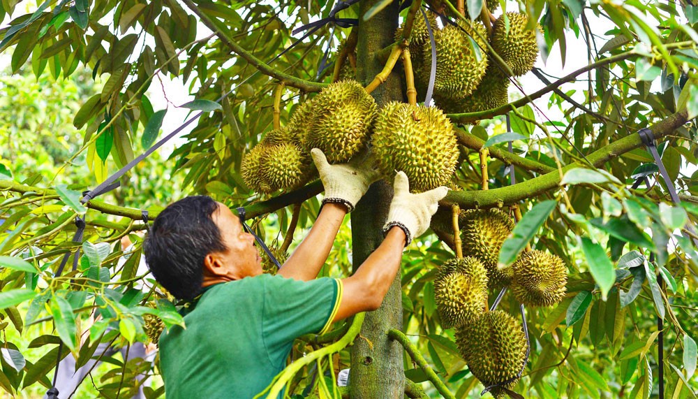 Nóng: Xuất hiện tình trạng cho thuê, cho mượn mã số vùng trồng sầu riêng Nóng: Xuất hiện tình trạng cho thuê, cho mượn mã số vùng trồng sầu riêng