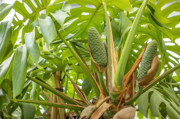Loại quả nhìn như bắp ngô, giá gần triệu đồng/kg vẫn được săn lùng tại Việt Nam Loại quả nhìn như bắp ngô, giá gần triệu đồng/kg vẫn được săn lùng tại Việt Nam
