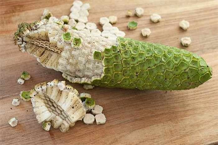 Loại quả nhìn như bắp ngô, giá gần triệu đồng/kg vẫn được săn lùng tại Việt Nam Loại quả nhìn như bắp ngô, giá gần triệu đồng/kg vẫn được săn lùng tại Việt Nam