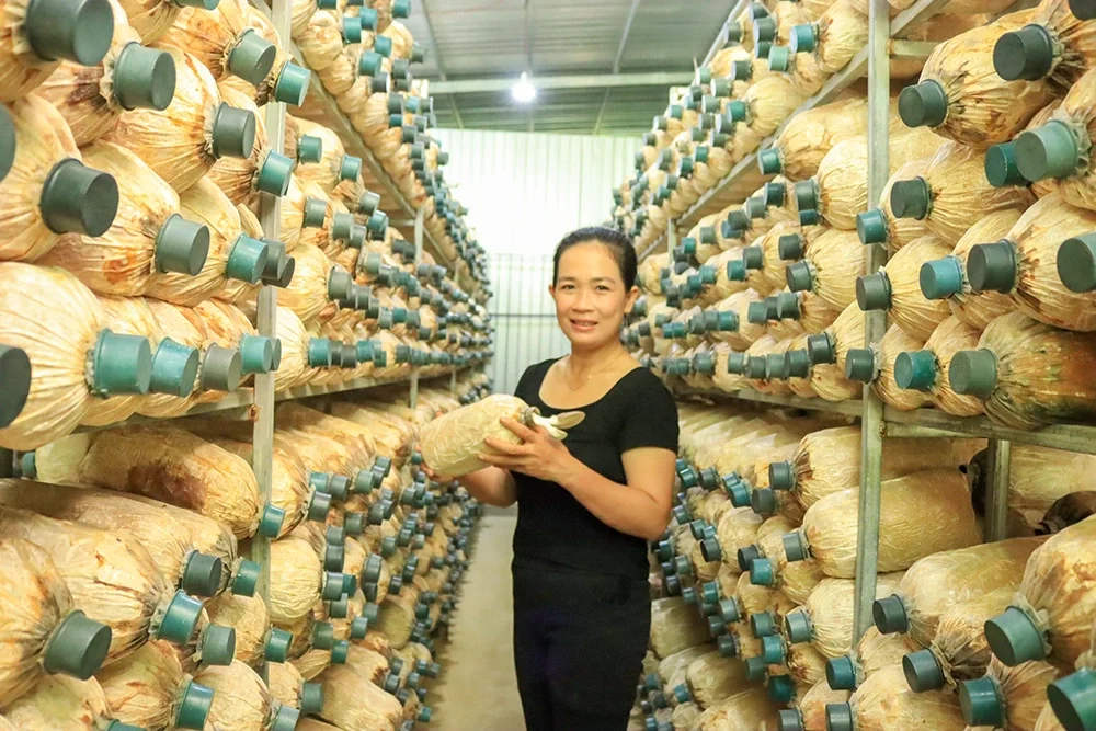 Trồng nấm trong nhà, thu hơn 6 tấn mỗi vụ: Mô hình đáng học hỏi ở Cần Thơ