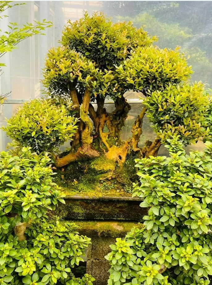 Một cây thơm quanh năm, một cây càng già càng có giá, đều được xem là biểu tượng may mắn Một cây thơm quanh năm, một cây càng già càng có giá, đều được xem là biểu tượng may mắn