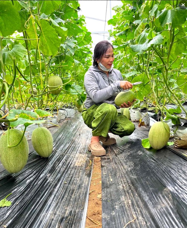 Hà Tĩnh: Trồng dưa lưới công nghệ cao, lãi hơn 160 triệu đồng mỗi năm Hà Tĩnh: Trồng dưa lưới công nghệ cao, lãi hơn 160 triệu đồng mỗi năm