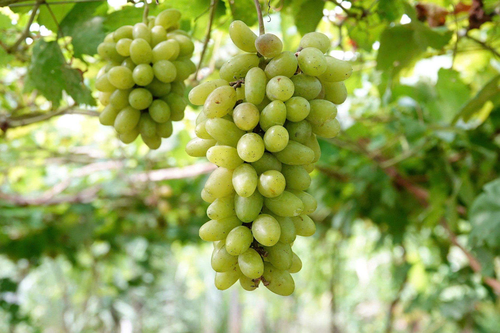 Mang 13 giống nho về Cần Thơ, người đàn ông tạo nên điểm đến gây sốt Mang 13 giống nho về Cần Thơ, người đàn ông tạo nên điểm đến gây sốt