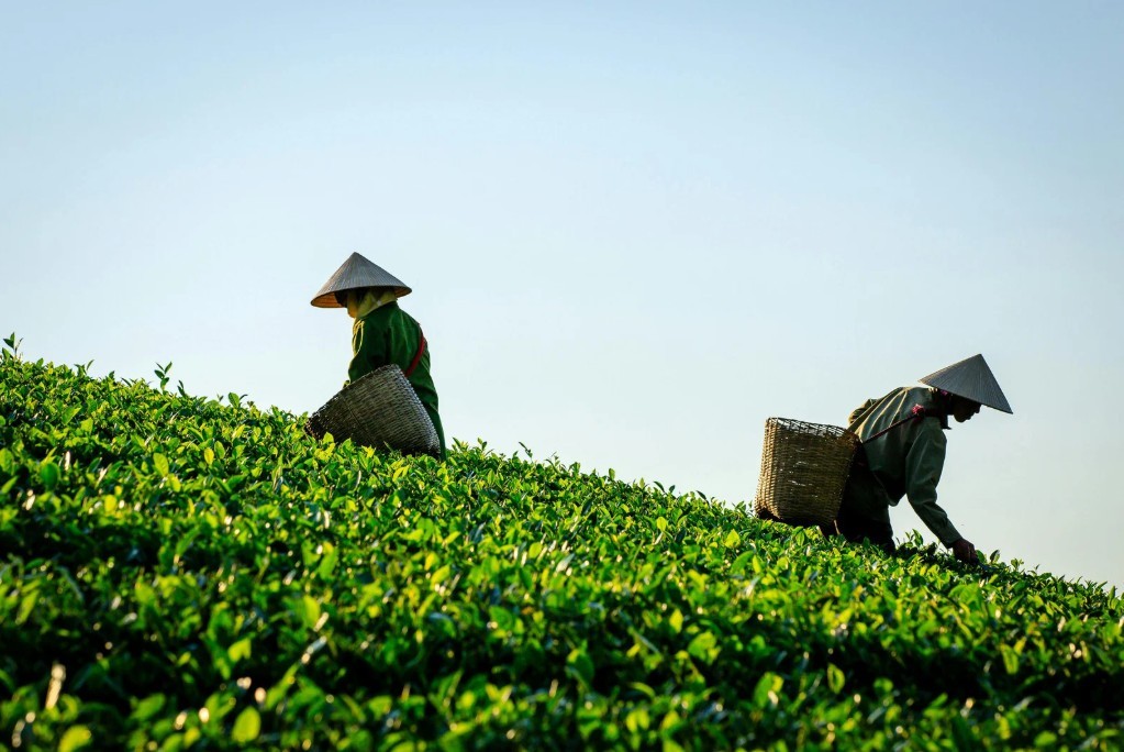Thái Nguyên khai thác du lịch trải nghiệm từ văn hóa trà Thái Nguyên khai thác du lịch trải nghiệm từ văn hóa trà