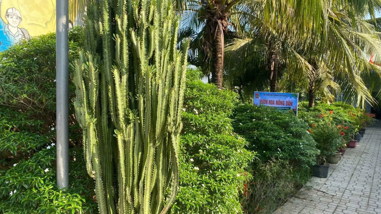 “Vườn hoa nông dân” 500m² khoe sắc giữa lòng phường Tân Khánh