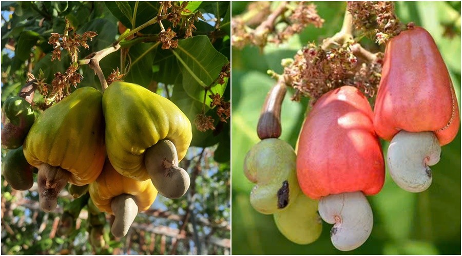 Cây điều Đồng Nai: Từ ngành nông nghiệp tỷ USD đến cây bonsai độc đáo Cây điều Đồng Nai: Từ ngành nông nghiệp tỷ USD đến cây bonsai độc đáo