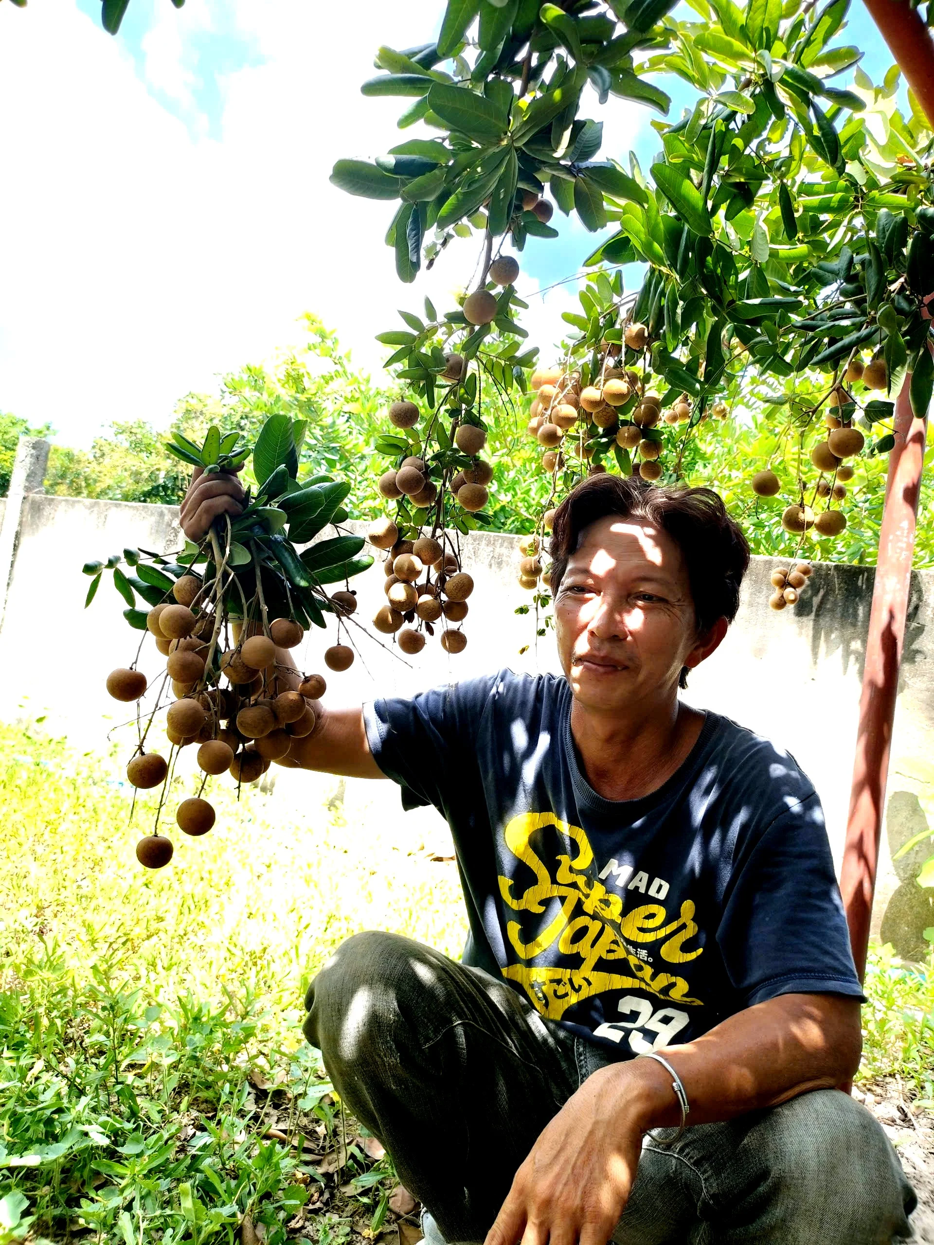 Trồng loại nhãn lạ, cùi cuộn như bắp cải, bán 150.000 đồng/kg vẫn cháy hàng Trồng loại nhãn lạ, cùi cuộn như bắp cải, bán 150.000 đồng/kg vẫn cháy hàng