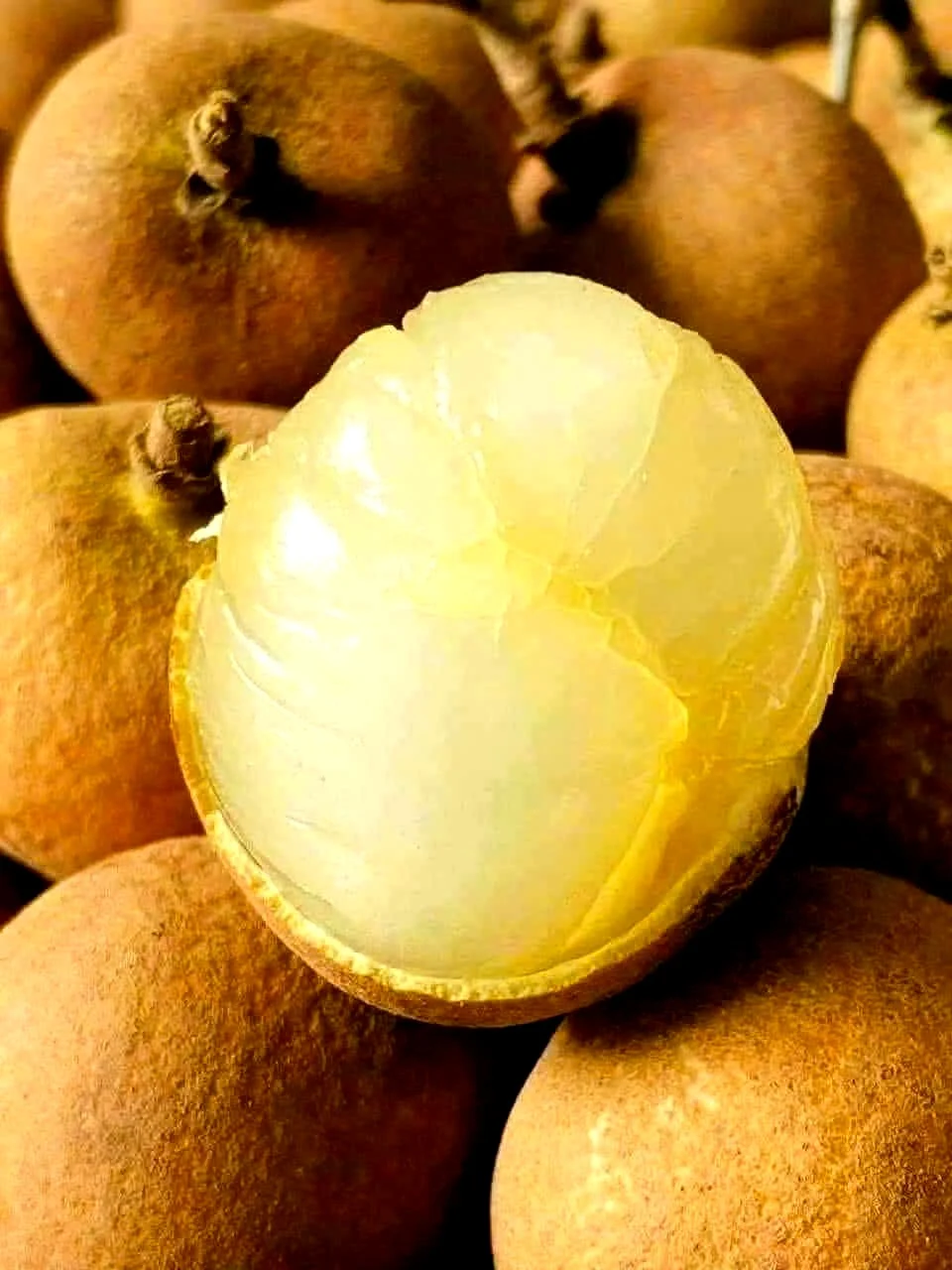 Trồng loại nhãn lạ, cùi cuộn như bắp cải, bán 150.000 đồng/kg vẫn cháy hàng Trồng loại nhãn lạ, cùi cuộn như bắp cải, bán 150.000 đồng/kg vẫn cháy hàng