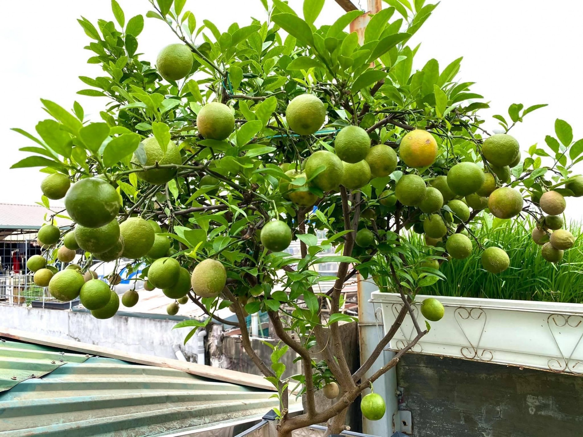Người trồng chanh lâu năm mách cách để cây ra hoa, đậu quả liên tục