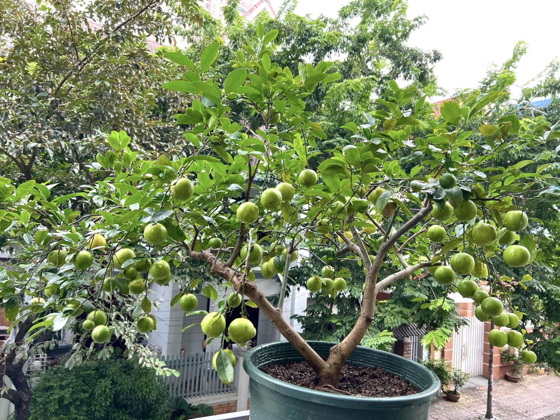 Người trồng chanh lâu năm mách cách để cây ra hoa, đậu quả liên tục