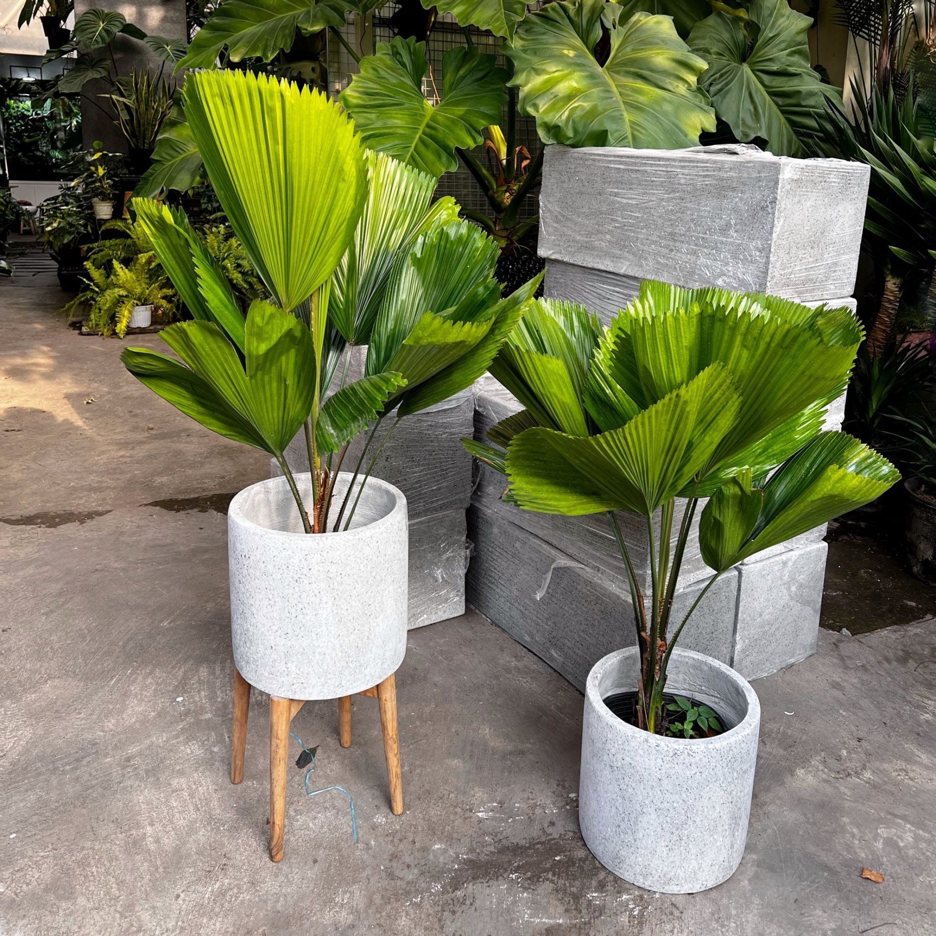 Nhà mát hơn giữa mùa hè nhờ 9 loại cây cảnh ban công chịu nắng, chống nóng hiệu quả Nhà mát hơn giữa mùa hè nhờ 9 loại cây cảnh ban công chịu nắng, chống nóng hiệu quả