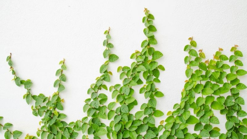 Nhà mát hơn giữa mùa hè nhờ 9 loại cây cảnh ban công chịu nắng, chống nóng hiệu quả Nhà mát hơn giữa mùa hè nhờ 9 loại cây cảnh ban công chịu nắng, chống nóng hiệu quả