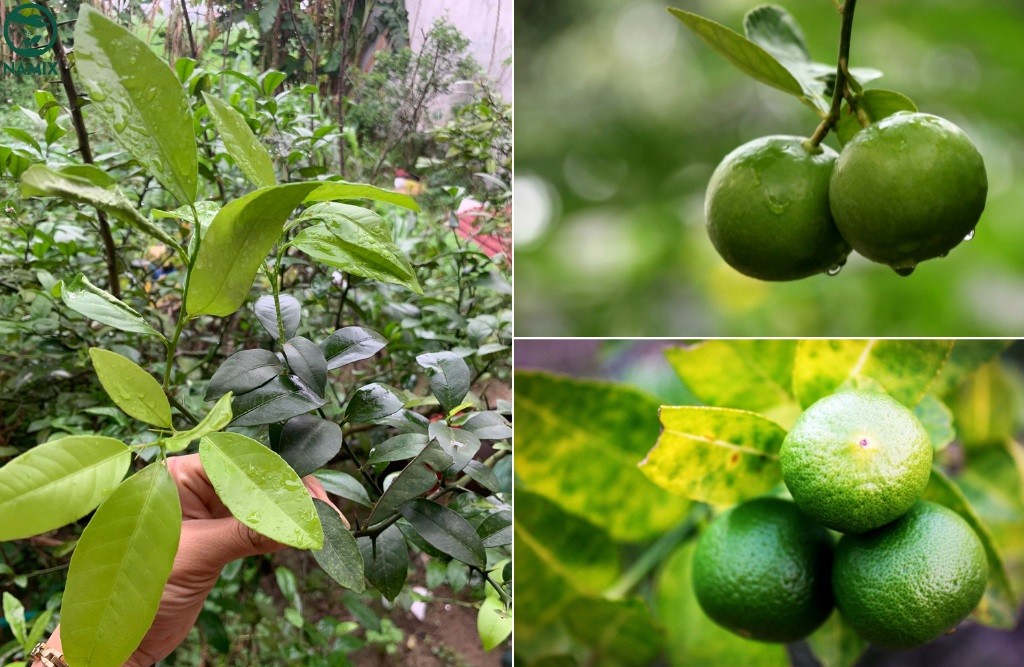 Người trồng chanh lâu năm mách cách để cây ra hoa, đậu quả liên tục