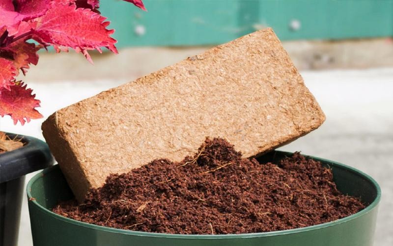 Người trồng chanh lâu năm mách cách để cây ra hoa, đậu quả liên tục