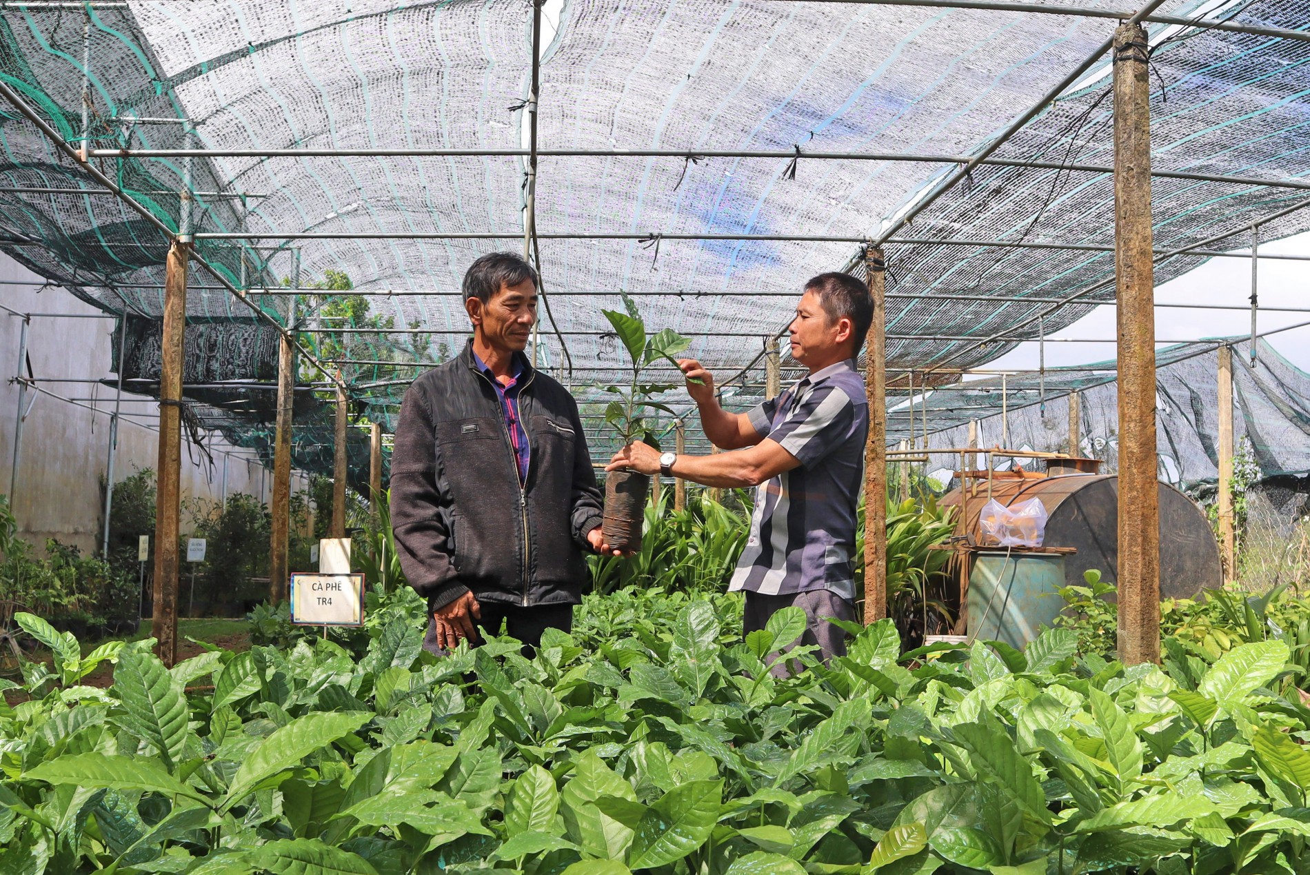 Vi phạm sản xuất, kinh doanh giống cây trồng, tổ chức có thể bị phạt tới 100 triệu đồng