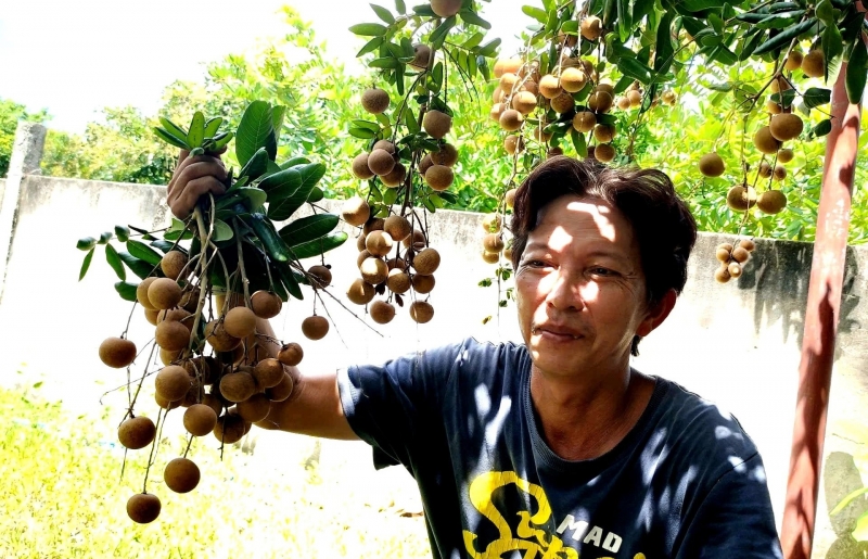 Trồng loại nhãn lạ, cùi cuộn như bắp cải, bán 150.000 đồng/kg vẫn "cháy hàng"