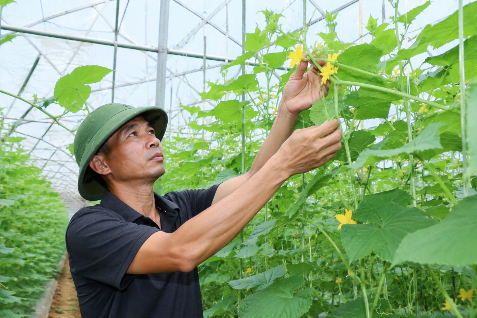 Không bán cho thương lái, kỹ sư đưa dưa thẳng ra chợ dân sinh