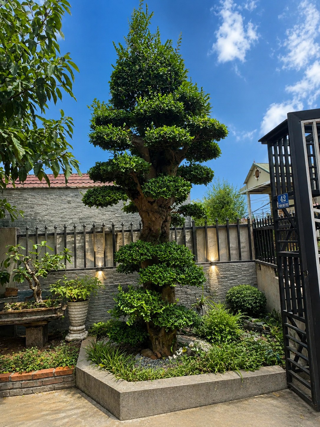 Vì sao cây duối đang được người chơi bonsai săn tìm nhiều hơn? Vì sao cây duối đang được người chơi bonsai săn tìm nhiều hơn?