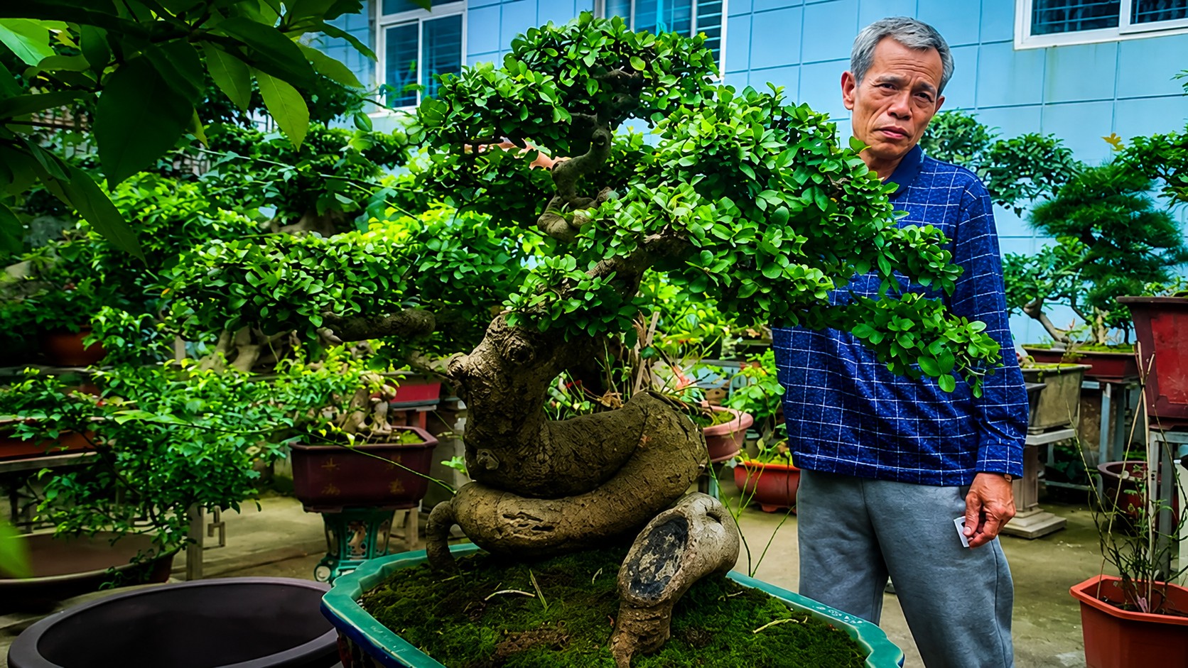 Vì sao cây duối đang được người chơi bonsai săn tìm nhiều hơn? Vì sao cây duối đang được người chơi bonsai săn tìm nhiều hơn?