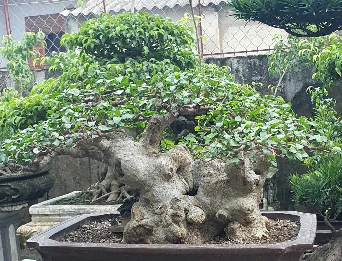 Vì sao cây duối đang được người chơi bonsai săn tìm nhiều hơn? Vì sao cây duối đang được người chơi bonsai săn tìm nhiều hơn?