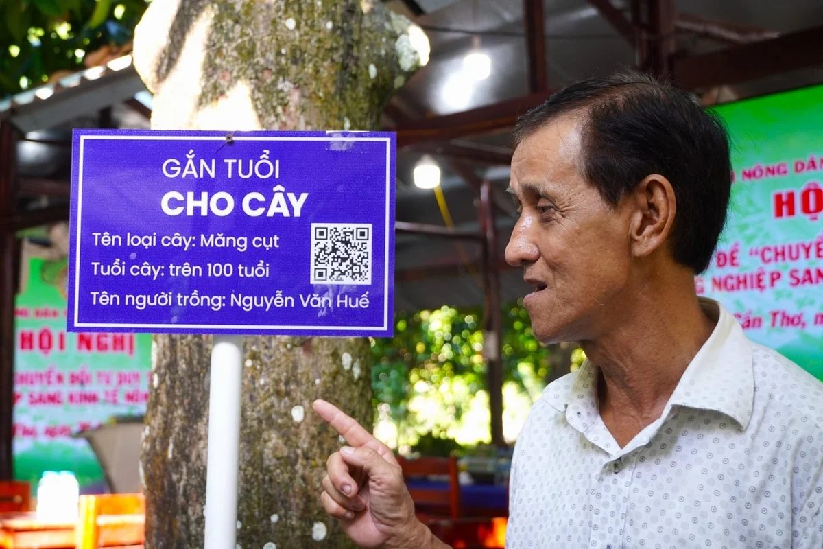 Vì sao nông dân miền Tây bắt đầu “gắn tuổi” cho cây?