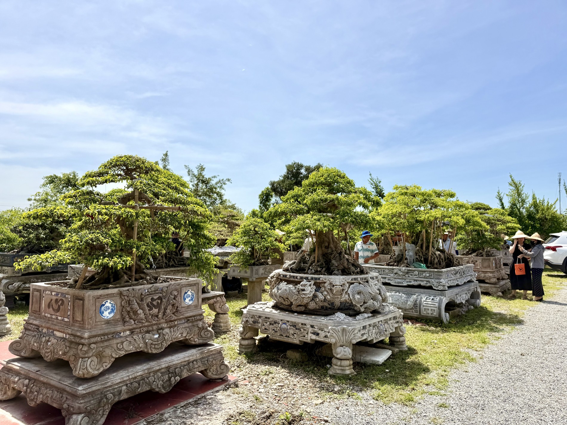 Giao lưu bonsai Phú Thọ: Kết nối đam mê, lan tỏa giá trị nghệ thuật SVC Giao lưu bonsai Phú Thọ: Kết nối đam mê, lan tỏa giá trị nghệ thuật SVC