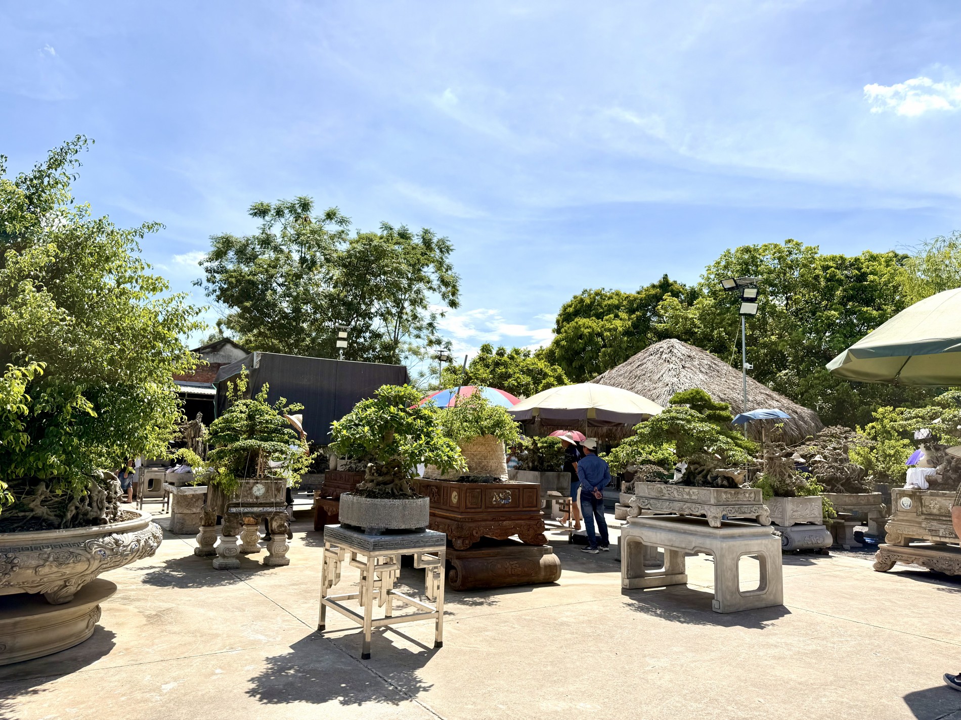 Giao lưu bonsai Phú Thọ: Kết nối đam mê, lan tỏa giá trị nghệ thuật SVC Giao lưu bonsai Phú Thọ: Kết nối đam mê, lan tỏa giá trị nghệ thuật SVC
