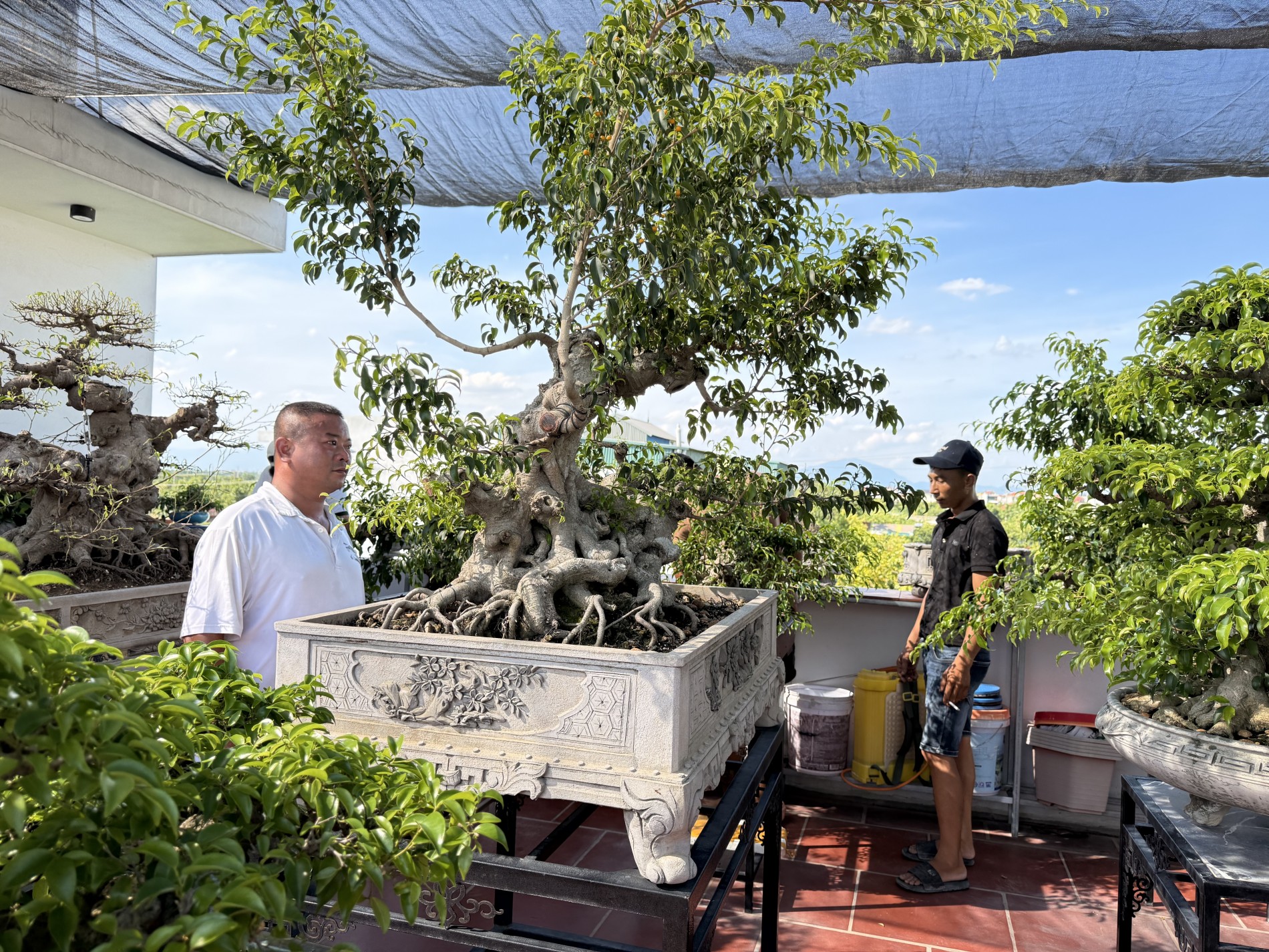 Giao lưu bonsai Phú Thọ: Kết nối đam mê, lan tỏa giá trị nghệ thuật SVC Giao lưu bonsai Phú Thọ: Kết nối đam mê, lan tỏa giá trị nghệ thuật SVC