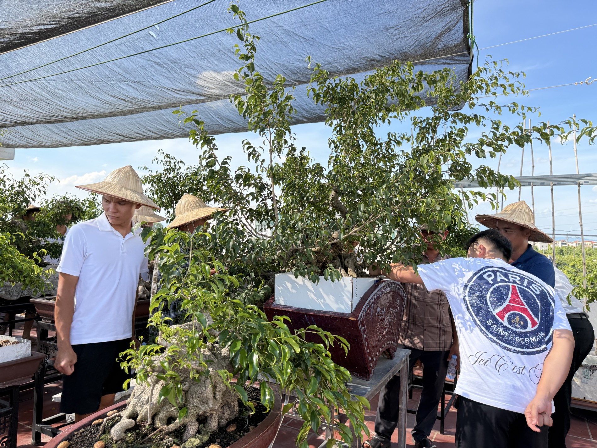 Giao lưu bonsai Phú Thọ: Kết nối đam mê, lan tỏa giá trị nghệ thuật SVC Giao lưu bonsai Phú Thọ: Kết nối đam mê, lan tỏa giá trị nghệ thuật SVC
