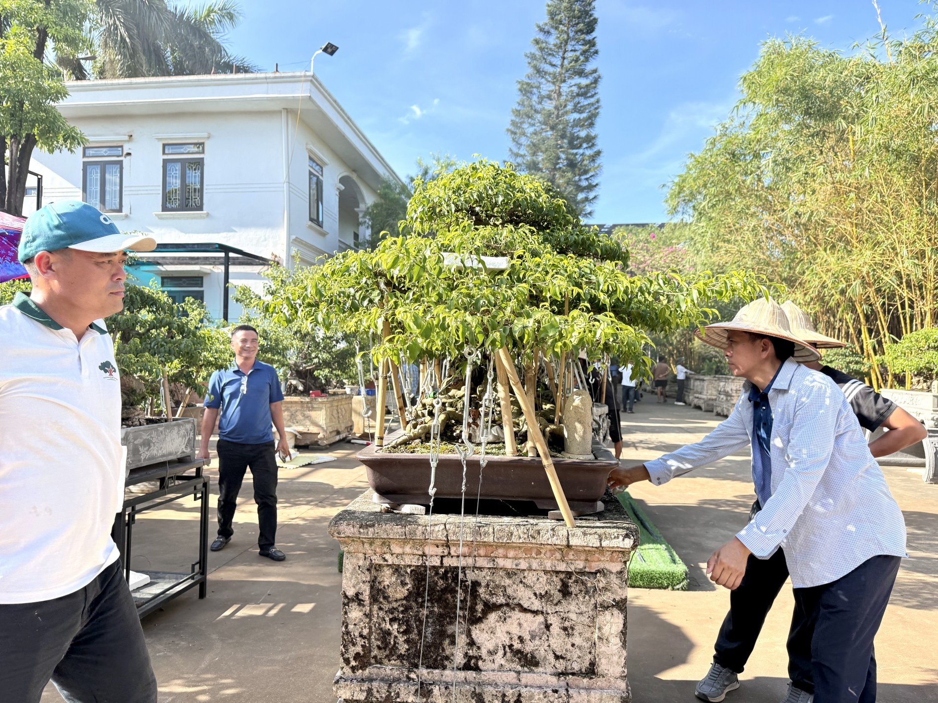 Giao lưu bonsai Phú Thọ: Kết nối đam mê, lan tỏa giá trị nghệ thuật SVC Giao lưu bonsai Phú Thọ: Kết nối đam mê, lan tỏa giá trị nghệ thuật SVC