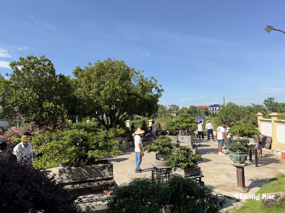 Giao lưu bonsai Phú Thọ: Kết nối đam mê, lan tỏa giá trị nghệ thuật SVC Giao lưu bonsai Phú Thọ: Kết nối đam mê, lan tỏa giá trị nghệ thuật SVC