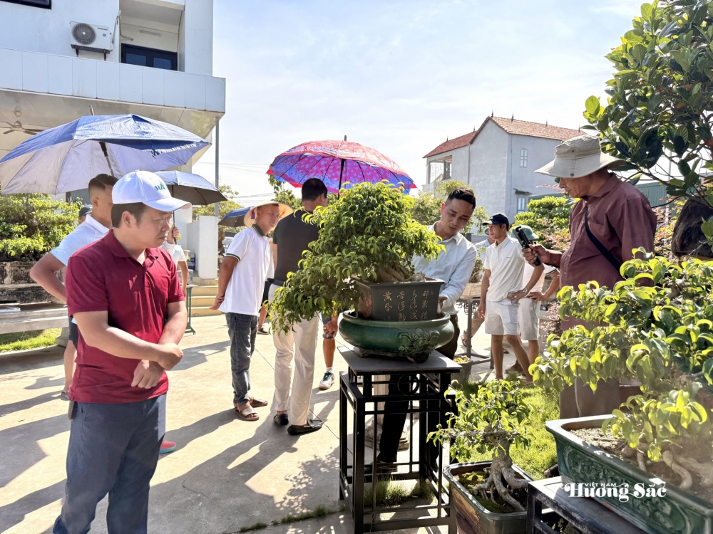 Giao lưu bonsai Phú Thọ: Kết nối đam mê, lan tỏa giá trị nghệ thuật SVC Giao lưu bonsai Phú Thọ: Kết nối đam mê, lan tỏa giá trị nghệ thuật SVC