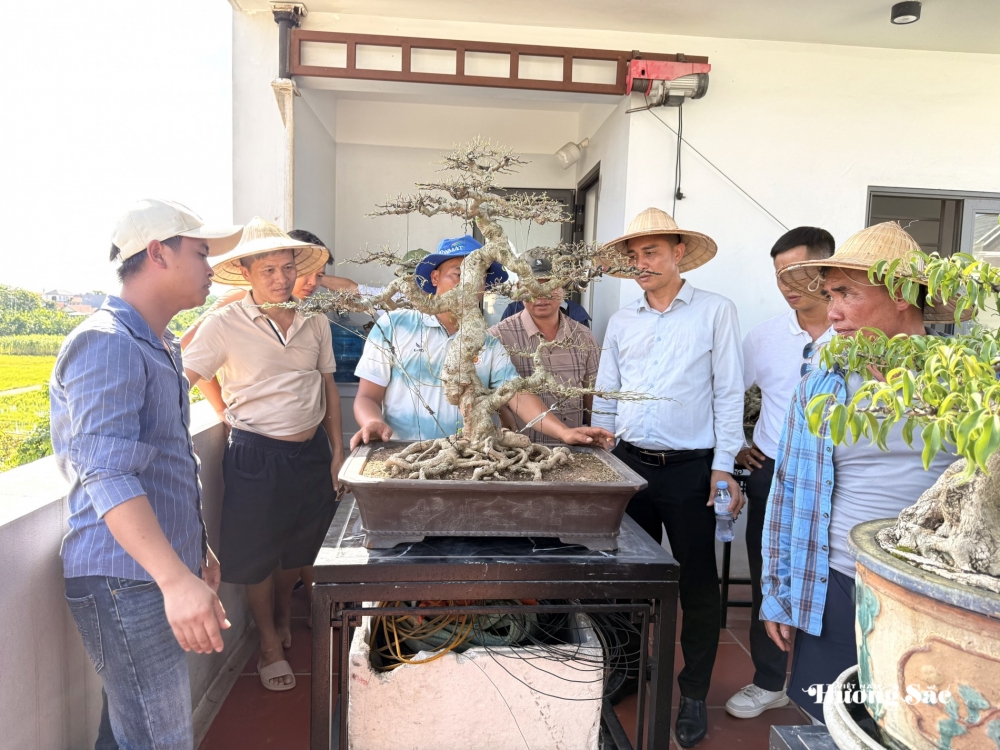Giao lưu bonsai Phú Thọ: Kết nối đam mê, lan tỏa giá trị nghệ thuật SVC Giao lưu bonsai Phú Thọ: Kết nối đam mê, lan tỏa giá trị nghệ thuật SVC
