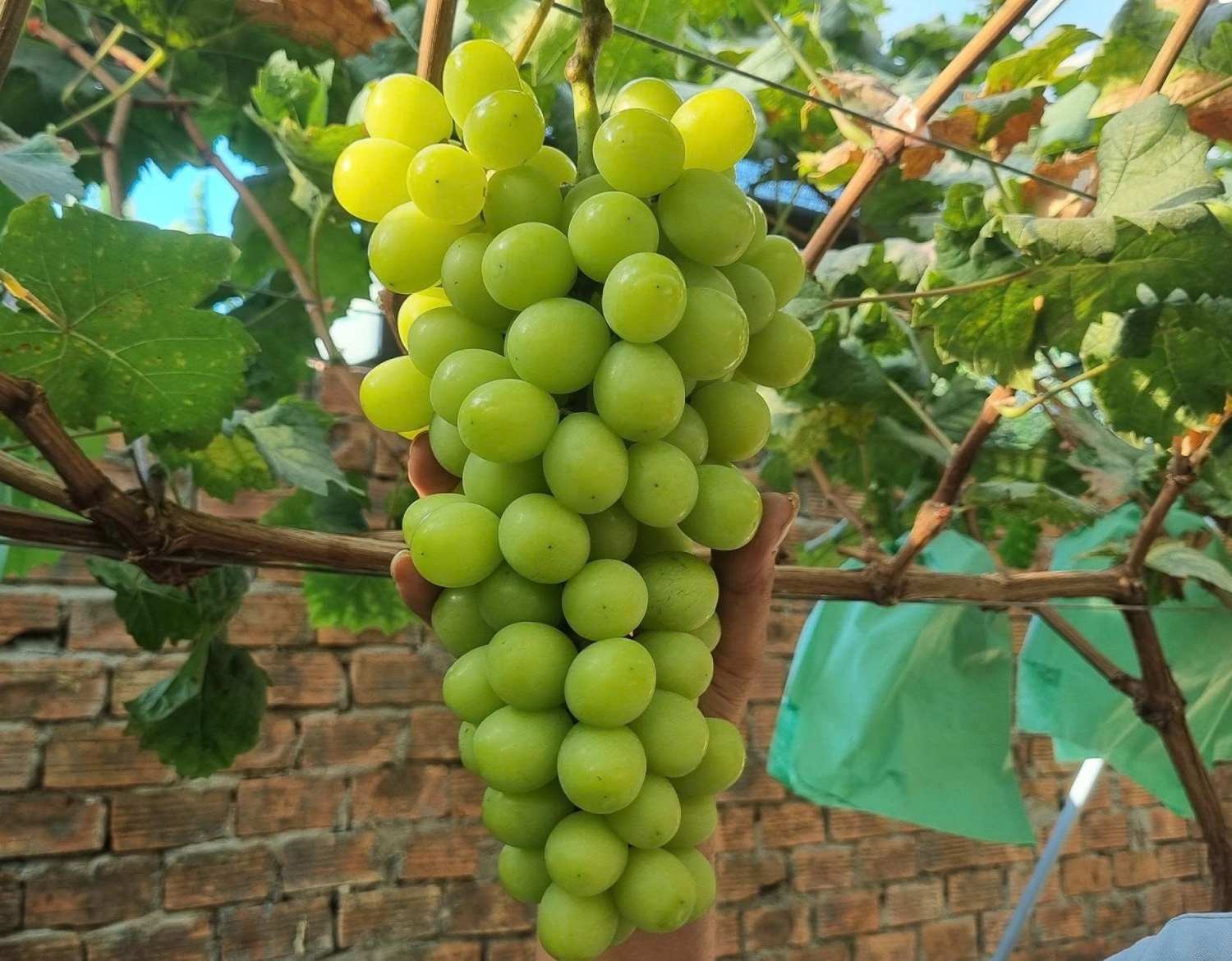 Vườn nho mẫu đơn trĩu quả giữa vùng nắng nóng Quảng Ngãi, khách đặt mua không đủ bán Vườn nho mẫu đơn trĩu quả giữa vùng nắng nóng Quảng Ngãi, khách đặt mua không đủ bán