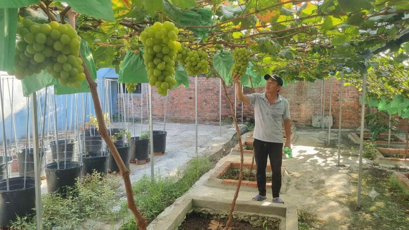 Vườn nho mẫu đơn trĩu quả giữa vùng nắng nóng Quảng Ngãi, khách đặt mua không đủ bán Vườn nho mẫu đơn trĩu quả giữa vùng nắng nóng Quảng Ngãi, khách đặt mua không đủ bán