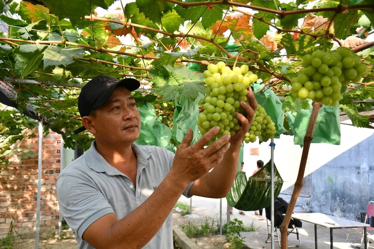 Vườn nho mẫu đơn trĩu quả giữa vùng nắng nóng Quảng Ngãi, khách đặt mua không đủ bán Vườn nho mẫu đơn trĩu quả giữa vùng nắng nóng Quảng Ngãi, khách đặt mua không đủ bán