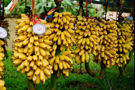 Chuối ngự Đại Hoàng: đặc sản tiến vua nổi tiếng Ninh Bình, vào vụ là cháy hàng