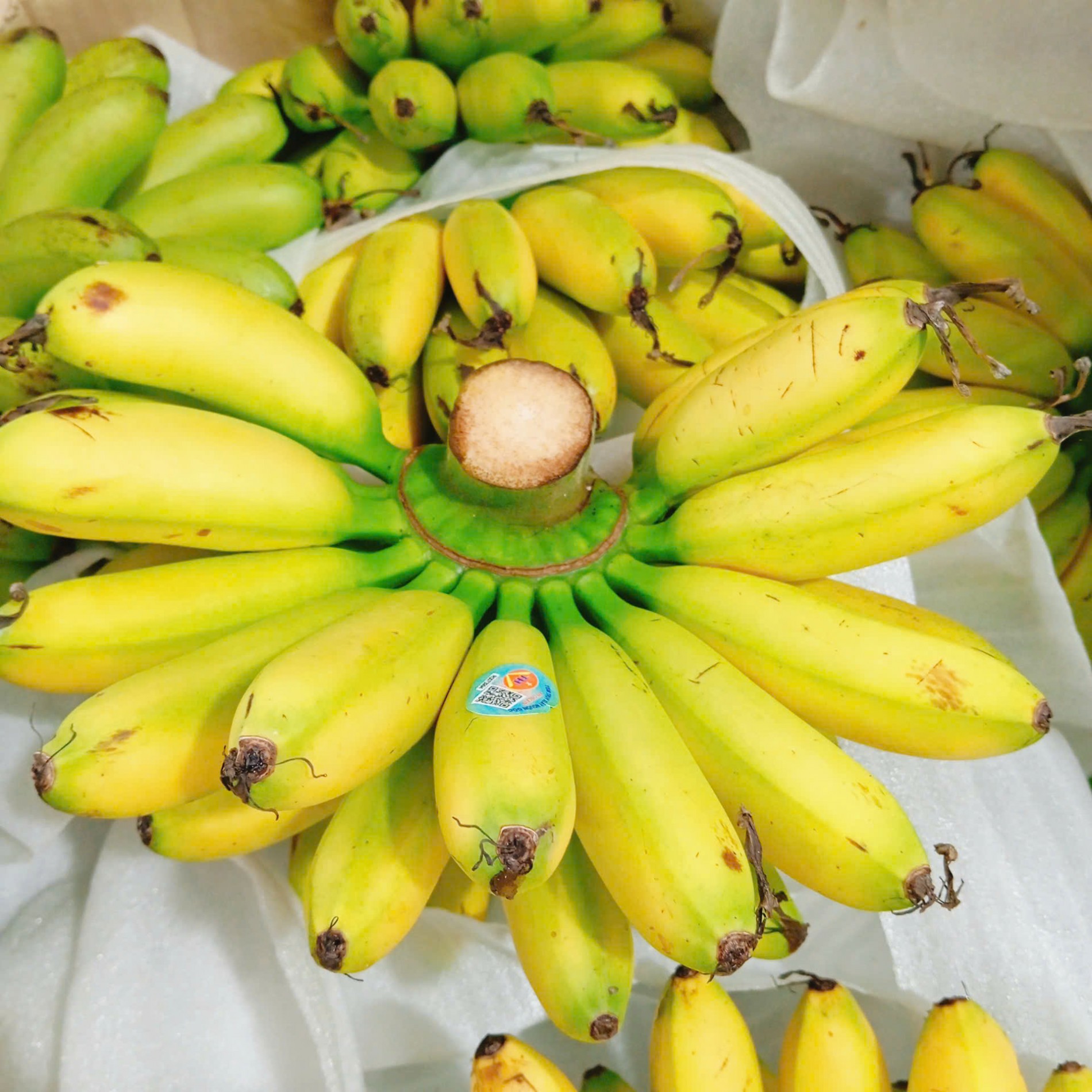 Chuối ngự Đại Hoàng: đặc sản tiến vua nổi tiếng Ninh Bình, vào vụ là cháy hàng