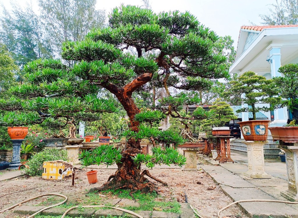 Công viên Tùng Cô Tô và nỗ lực bảo tồn thương hiệu cây cảnh địa phương Công viên Tùng Cô Tô và nỗ lực bảo tồn thương hiệu cây cảnh địa phương