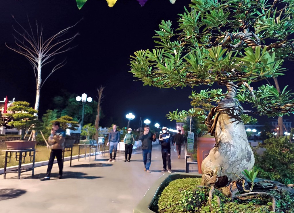 Công viên Tùng Cô Tô và nỗ lực bảo tồn thương hiệu cây cảnh địa phương Công viên Tùng Cô Tô và nỗ lực bảo tồn thương hiệu cây cảnh địa phương