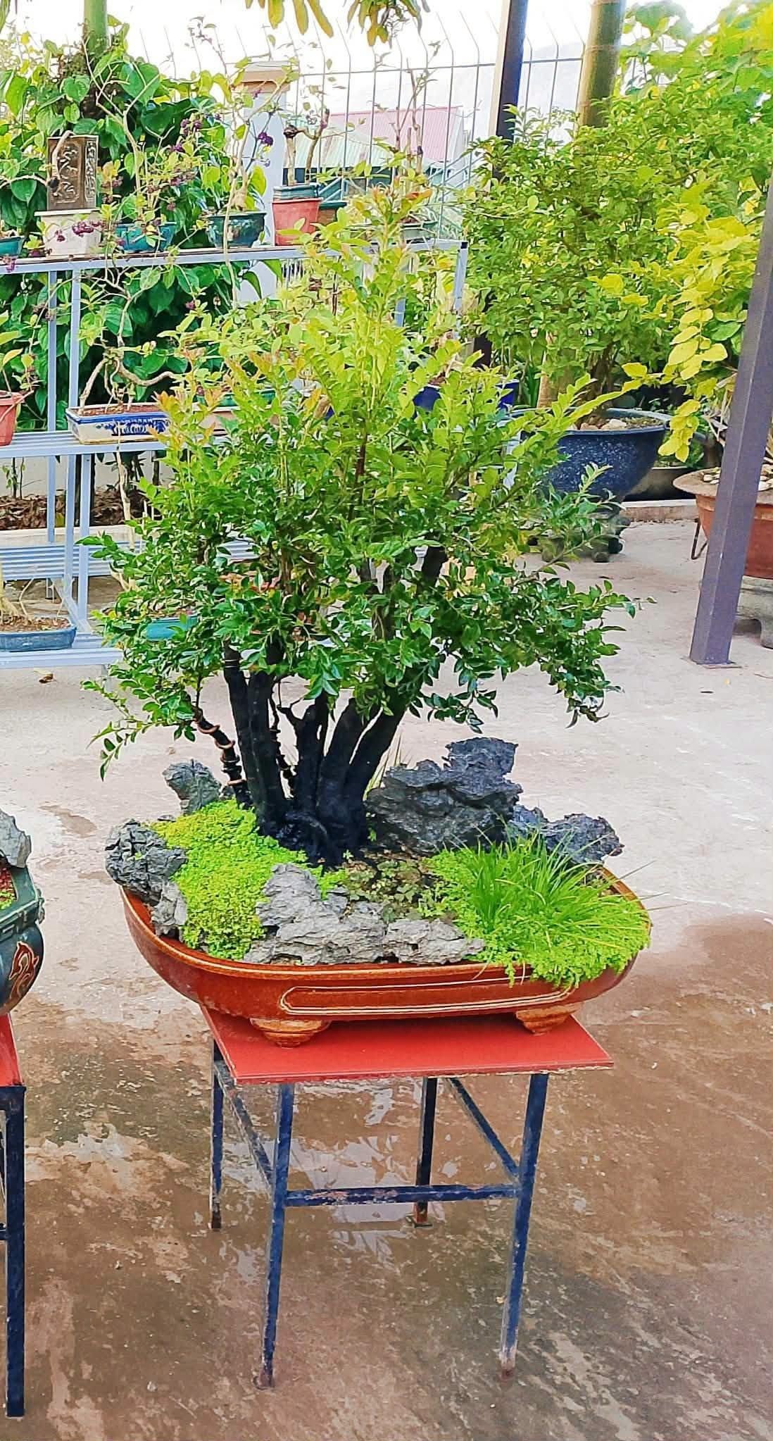 Công viên Tùng Cô Tô và nỗ lực bảo tồn thương hiệu cây cảnh địa phương Công viên Tùng Cô Tô và nỗ lực bảo tồn thương hiệu cây cảnh địa phương