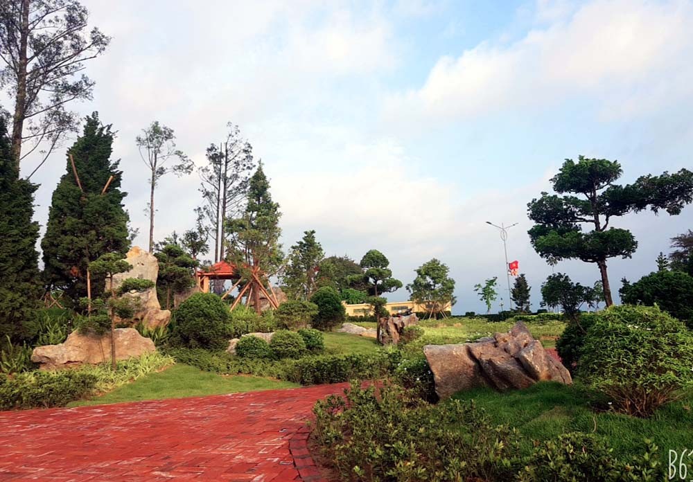 Công viên Tùng Cô Tô và nỗ lực bảo tồn thương hiệu cây cảnh địa phương Công viên Tùng Cô Tô và nỗ lực bảo tồn thương hiệu cây cảnh địa phương