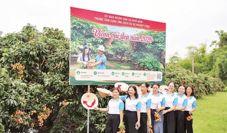 Vải thiều Bắc Ninh trúng đậm, doanh thu tăng hơn 158% dù mất mùa