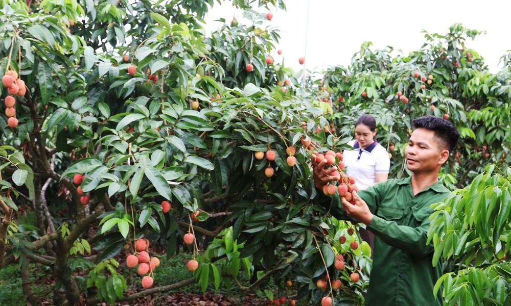 Vải thiều Bắc Ninh trúng đậm, doanh thu tăng hơn 158% dù mất mùa