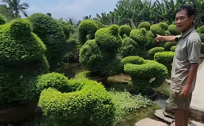 Khi người nông dân trở thành nghệ nhân: Câu chuyện đam mê của ông Lê Văn Phúc ở Tây Ninh