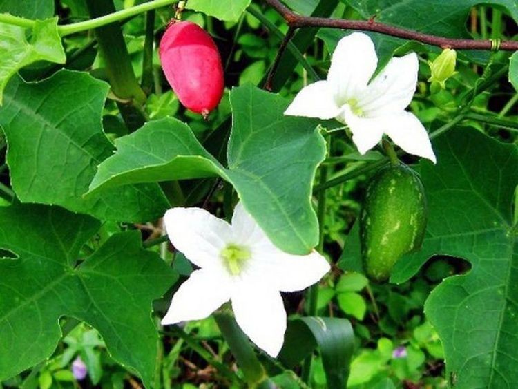 Đọt non nấu canh, quả chín ăn vặt: Loài cây quê khiến người thành phố tò mò Đọt non nấu canh, quả chín ăn vặt: Loài cây quê khiến người thành phố tò mò