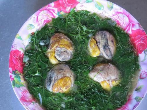 Đọt non nấu canh, quả chín ăn vặt: Loài cây quê khiến người thành phố tò mò Đọt non nấu canh, quả chín ăn vặt: Loài cây quê khiến người thành phố tò mò