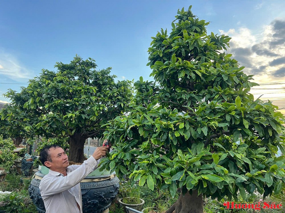 Hành trình trở về của người kỹ sư viễn thông và hồn cốt mai vàng An Nhơn Hành trình trở về của người kỹ sư viễn thông và hồn cốt mai vàng An Nhơn