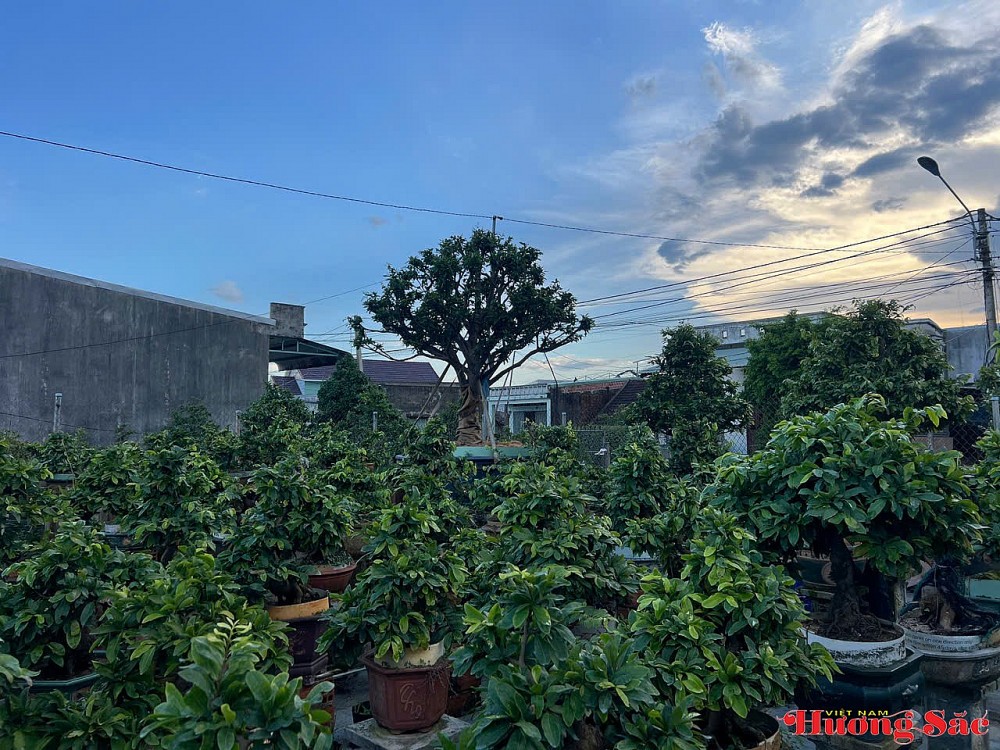 Hành trình trở về của người kỹ sư viễn thông và hồn cốt mai vàng An Nhơn Hành trình trở về của người kỹ sư viễn thông và hồn cốt mai vàng An Nhơn